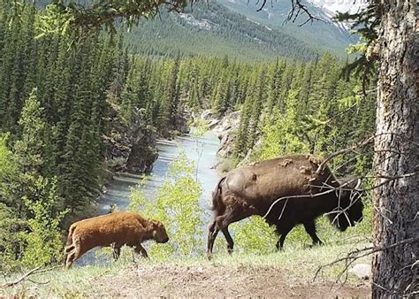 Banff National Park Considers Next Steps For Bison