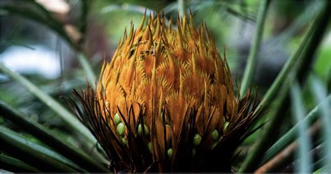 ‘jurassic Plant Endangered Prehistoric Flower Blooms Along Masungi