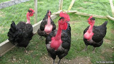 Breed Savers Naked Necks Chickens That Look Like Turkeys
