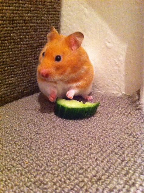 Hungry hammy ! Hungry, Animals, Bonito, Animales, Animaux, Animal, Animais