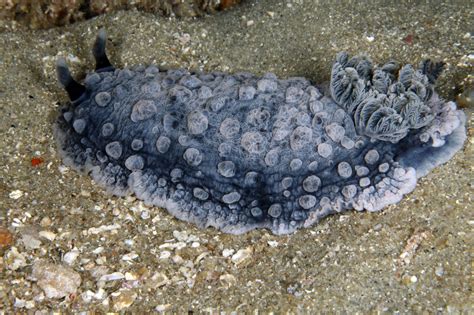 Sea Wonder Warty Sea Slug National Marine Sanctuary Foundation