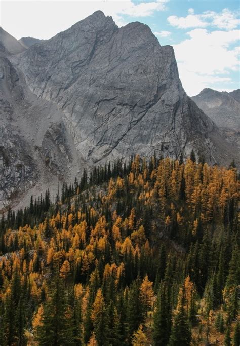The Golden Larches Of The Kootenays A Brief Three Week Window To Take