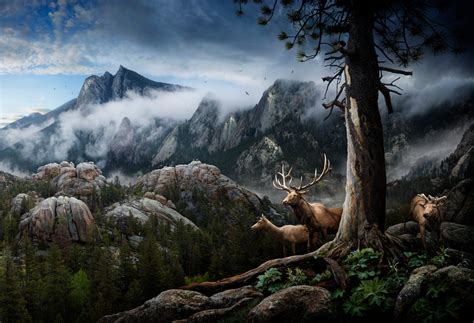 Epic Wildlife Scene By Nick Pedersen Moss And Fog