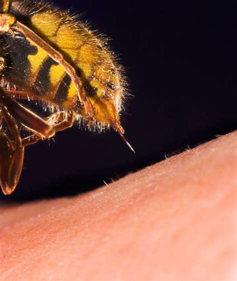 The Wonder Of Wasps An Essential Part Of Garden Life Uk News