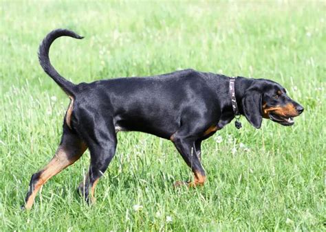 5 Austrian Dog Breeds Native Hunting Dogs Of Austria