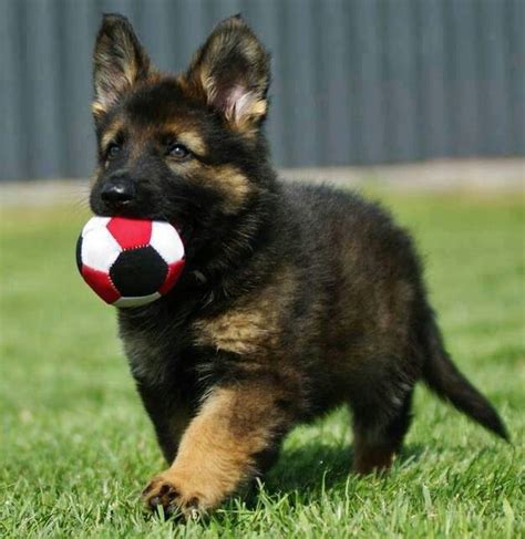 12 Important Reasons To Never Own German Shepherds