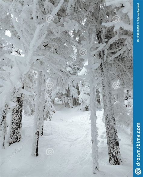 Fresh Snow Covers Alpine Trees Stock Image Image Of Blue Snowfall