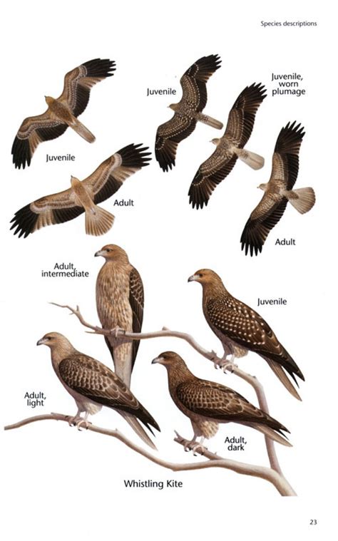 Raptors are birds of prey. Birds of Prey of Australia: A Field Guide: Stephen Debus | NHBS Book Shop