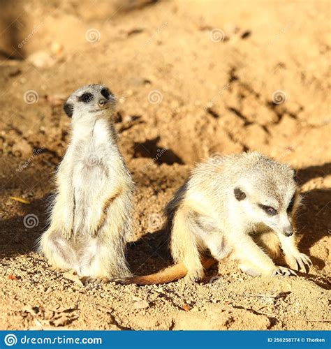 Two Meerkats Sitting On Sand Stock Photo Image Of Suricatta Suricata