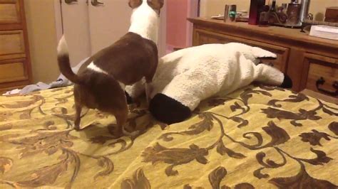 Funny Dog Humping Cow Pillow Youtube