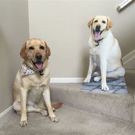 Two Dog Life Size Cardboard Cutout Excellent T For College Etsy