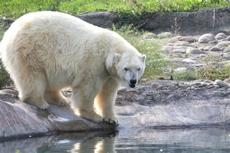 Deadline Detroit Detroit Zoo Wont Euthanize Polar Bear That Killed