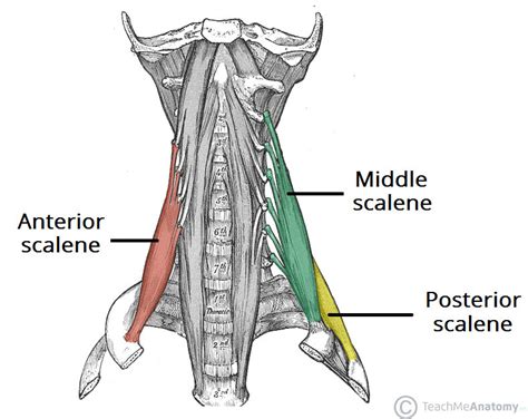 Anterior Middle And Posterior Scalene And Longus Colli Muscle Facts