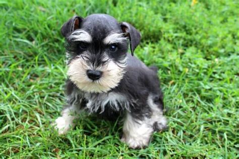 Black And Silver Miniature Schnauzer Puppies For Sale 2023