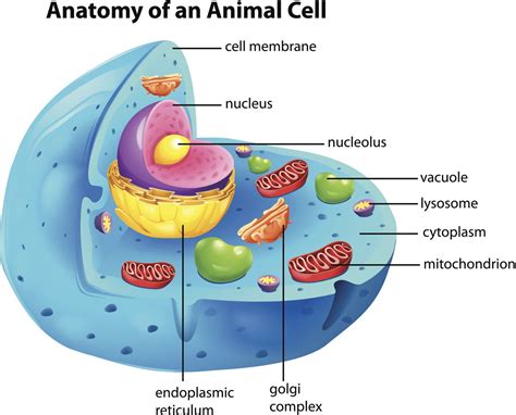 What Does An Animal Cell Nucleus Look Like Plant And Animal Cells I