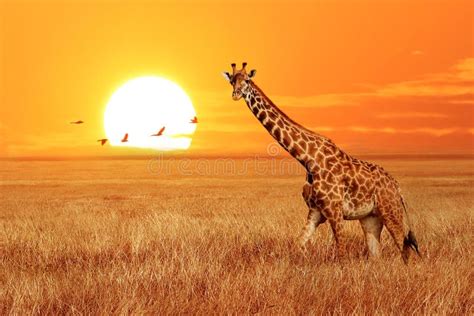 Lonely Giraffe At Sunset In The Serengeti National Park Tanzania Wild