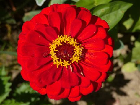Beautiful Red Flower Zinnia Stock Photo Image Of Ruddles Axis 98106906