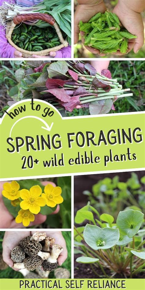 Discover The Bounty Of Spring Foraging