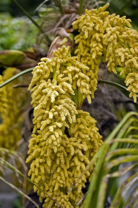 Male Flowers On Palm Tree Stock Image C0177515 Science Photo Library