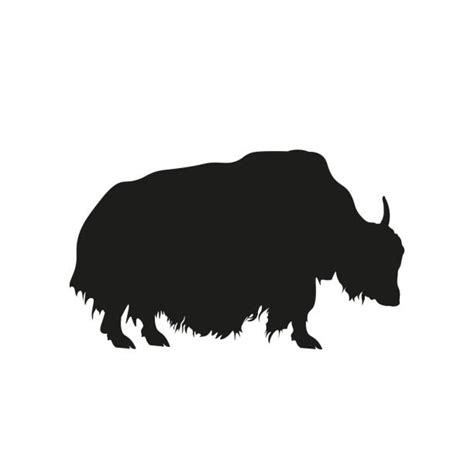 Clip Art Of A Yak Animal Illustrations Royalty Free Vector Graphics