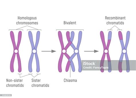 Paire De Chromosomes Homologues Dupliqués Et Denjambement Vecteurs