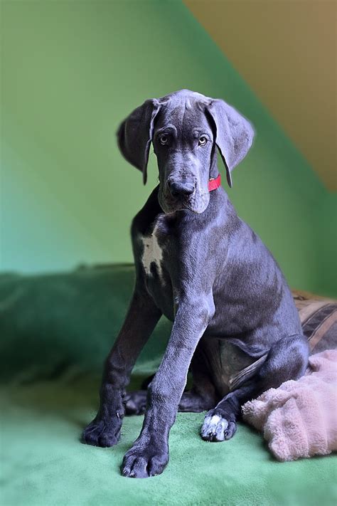 Royalty Free Photo Black And White Great Dane Puppy Sitting On Brown