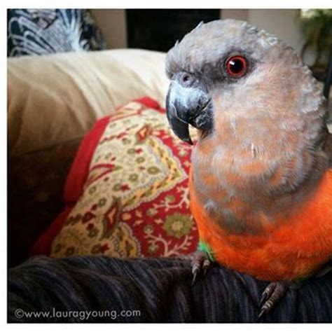 Are Red Bellied Parrot Cuddly Diy Seattle