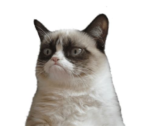 Grumpy Cat Snowshoe Cat Clip Art Cats Png Download 800700 Free