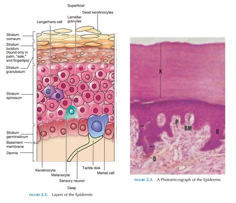 The Epidermis Structure Of The Skin