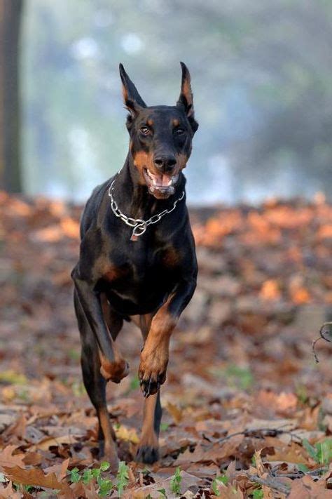 54 Best Doberman Pinscher Dog Art Portraits Photographs Information
