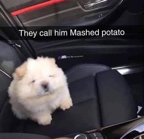 Doge Potato 🥔 Rdogecoin