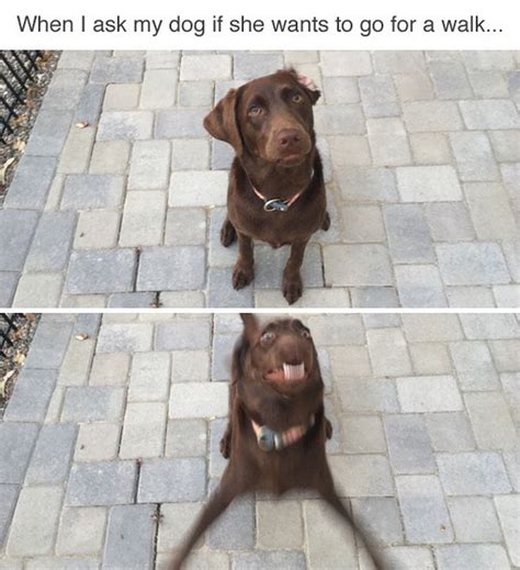 101 Best Funny Dog Memes To Make You Laugh All Day Vrogue