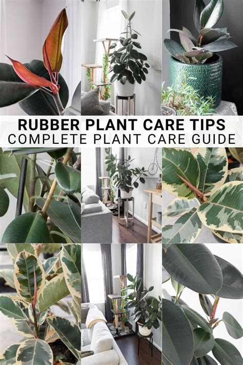 How To Care For A Rubber Plant Rubber Tree Care In 2020 Indoor Tree