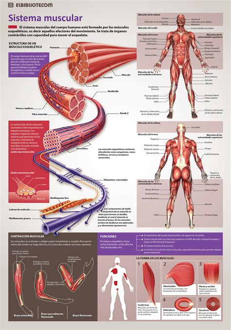 Para Ver La Infograf A En Tama O Completo Haga Click Derecho Ver Imagen Anatomia Humana