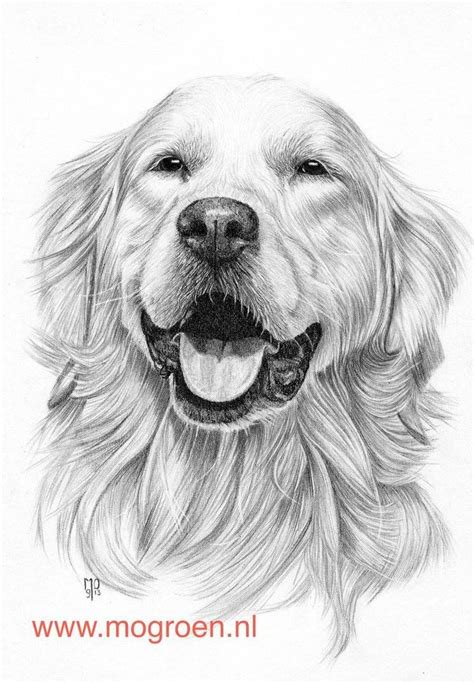 I have never done a tut like this before s. how_to_draw_a_golden_retriever.jpg (744×1073) | Golden ...