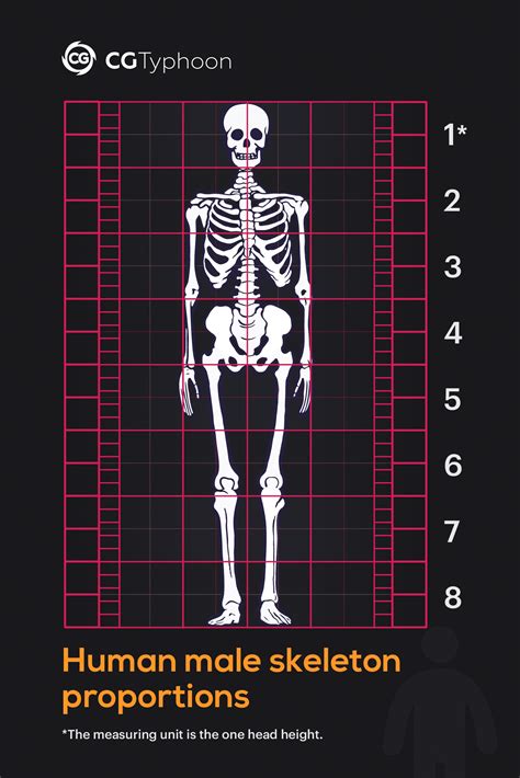Proportions Of The Male Human Body Cgtyphoon