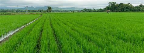 Organic Paddy Farming Rice Production Cultivation Agri Farming