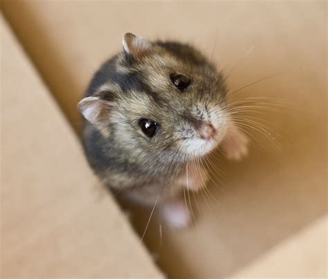 Hamster Breeds A Complete Guide