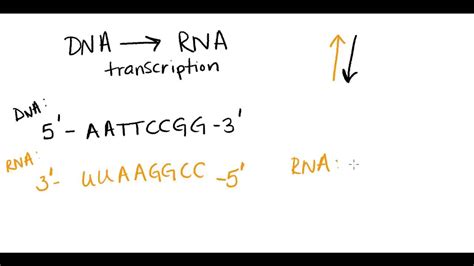 Write The Complementary Sequence To Following Dna Strand Labquiz