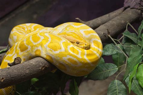 Snake Golden Thai Python Focus At Eyes Stock Image Colourbox