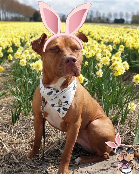 Happy Easter To All Of You Chestertherednose Pitbull Rednose