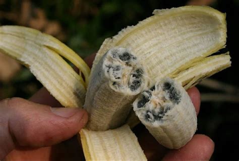 How To Grow Bananas From Seed Uk