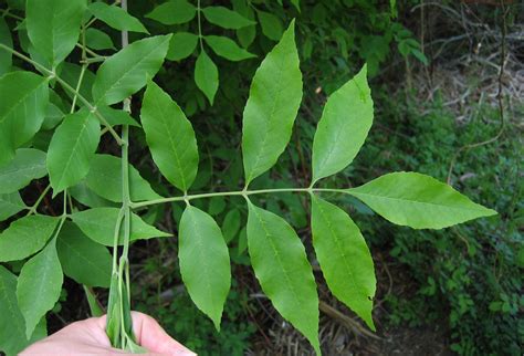 Green Ash Central Ohio Wildflowers · Inaturalist