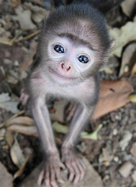 Is This The Worlds Cutest Baby Monkey Tiny Grey Langur