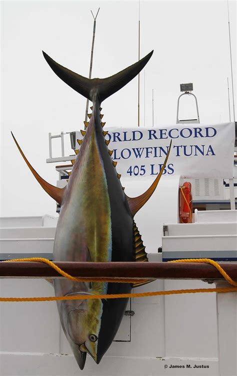 Img8379 Aa World Record Yellowfin Tuna Igfa Approves This Flickr