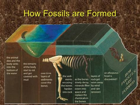How Fossils Are Formed Facts And Other Information