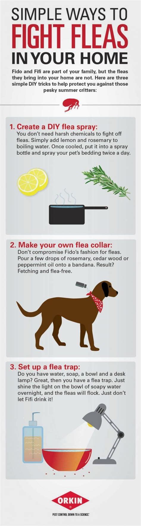 The Best Ways To Get Rid Of Fleas In Your Home Decoomo