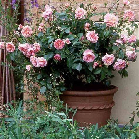 A Rose Bush Thriving In A Large Container Container Roses Rose Bush