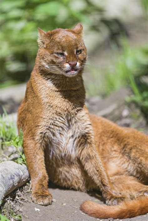 Relaxed Jaguarundi Next Picture Of A Jaguarundi Their