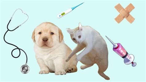 Esterilización como cuidar de tu mascota tips y consejos - YouTube